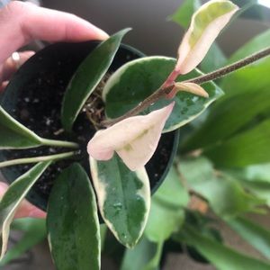 Hoya Krimson Queen Plant